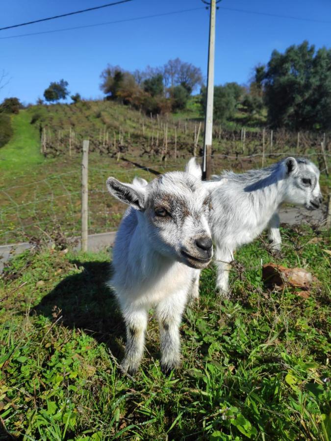 Nature Et Al House - Casa Para Uso Exclusivo E Jardim - Little Farm Batalha Eksteriør billede